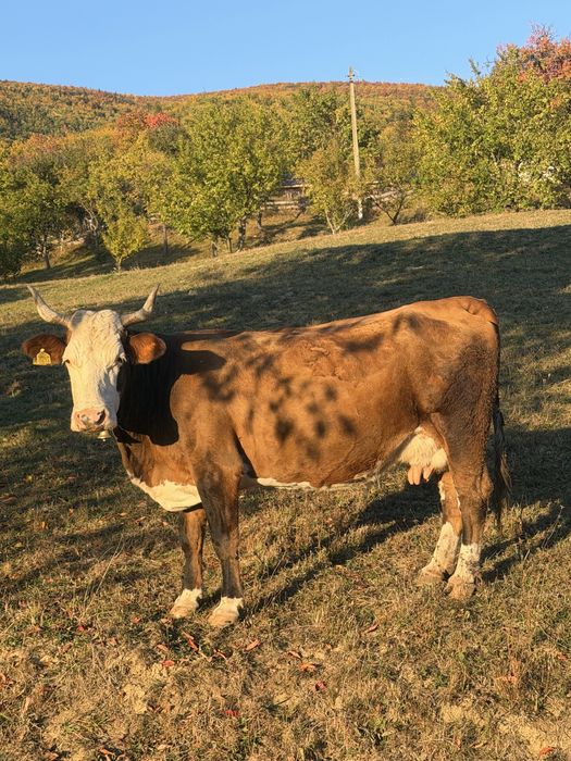 Vand vaca buna de