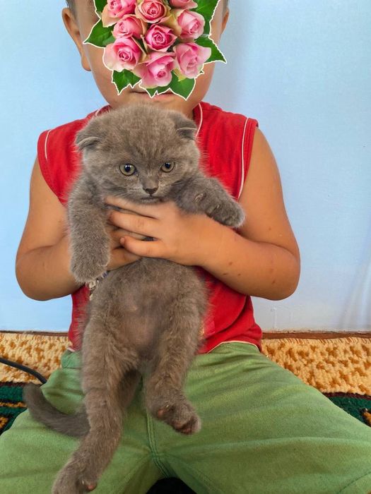 Skottish fold 2 qiz 2 ogil