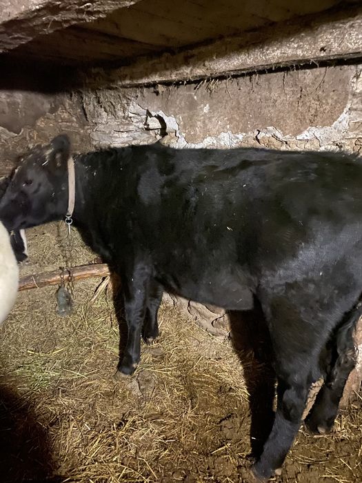 Vand vițea (junincă 2 ani) - Black Angus metis