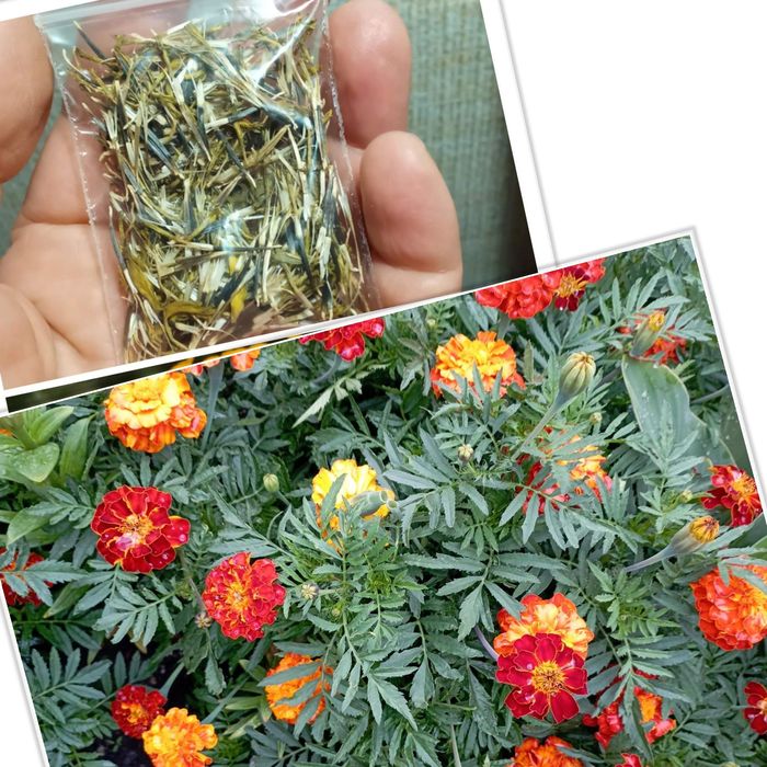 Семена перец острый