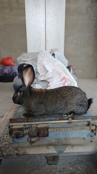 В продаже самец фландр