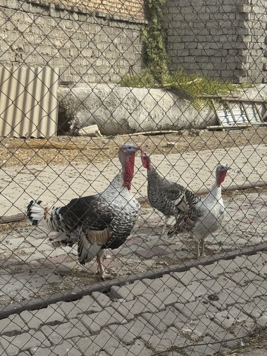 Kurka индюк sotiladi