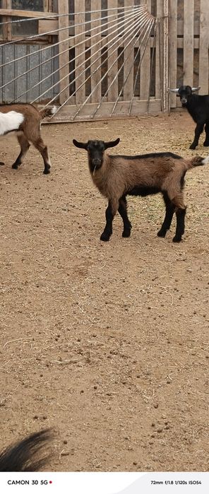 Еркек, ұрғашы лақтар сатылады