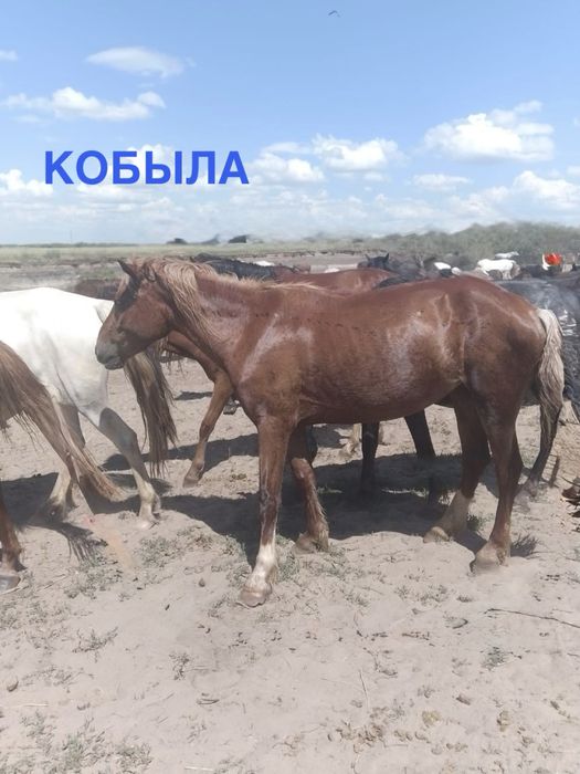 Продам лошадей срочно