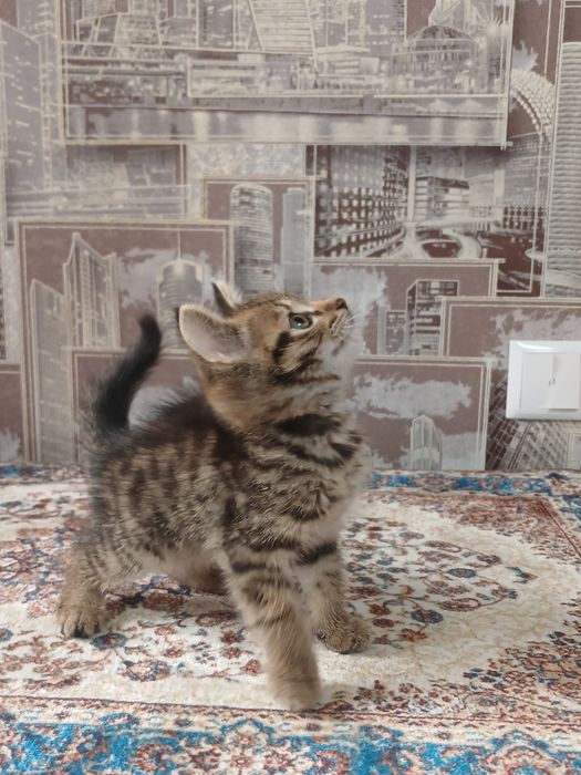 Отдам котёнка мальчик
