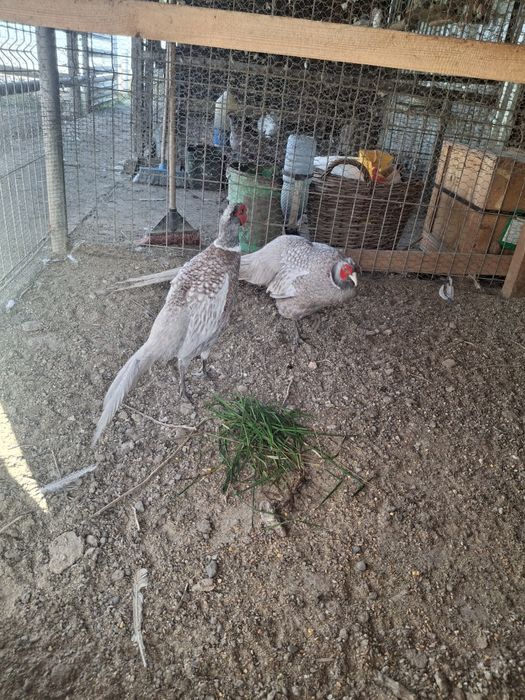 2masculi de fazan comun albastru la schimb