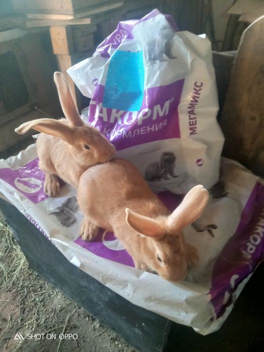 Продам бургов 4мес