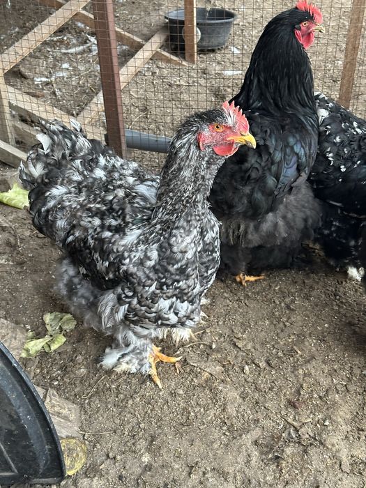 Кохинхин Белый иПолосатый