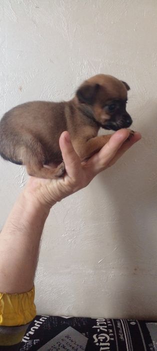 Той терьер щенки