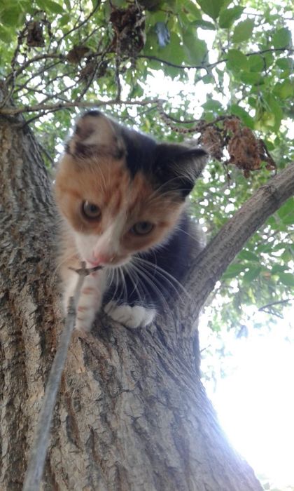 Отдам котят в хорошие руки