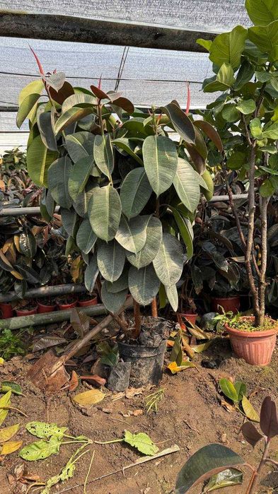 Фикус Fikus декоратив дарахти ва гуллари