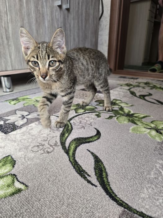 В добрые руки котенка
