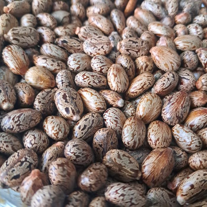 Семена от растение рицин