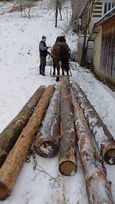 De vânzare mânz de 1 an și 8 luni