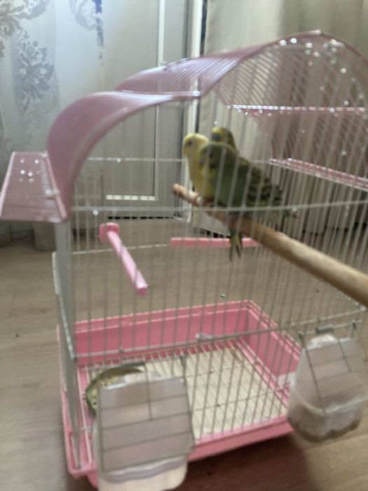 Попугай с клеткой и без клетки
