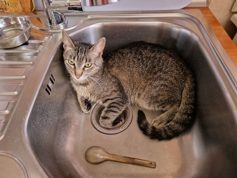 Donatie pisicute