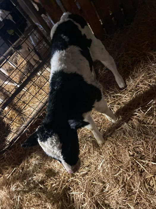 Vand doi vitei baltati