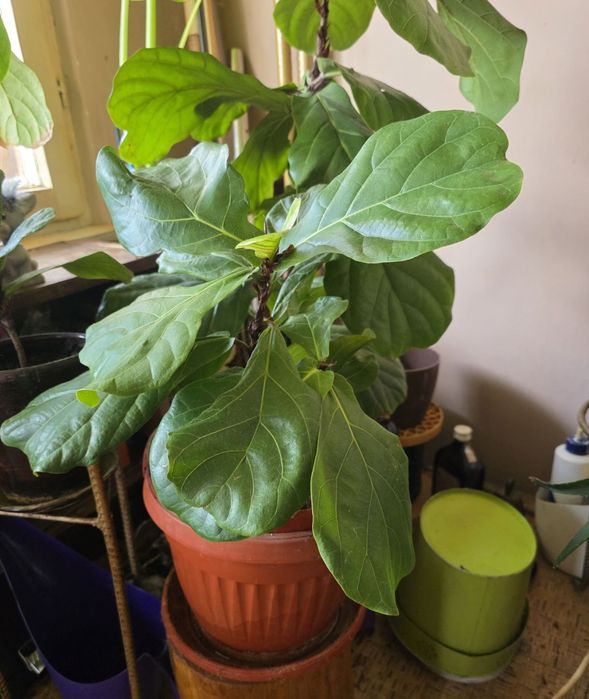 Фикус- ficus lyrata bambino