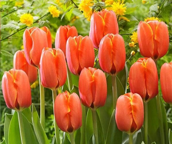 Тюльпаны голландские оптом на 8 марта