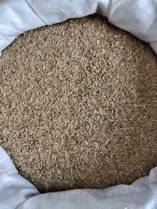 Продам семена газона