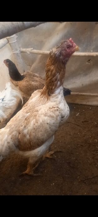 Yaxshi  zotlardan  tuxum bor  Uzb boylap  dastafka bor