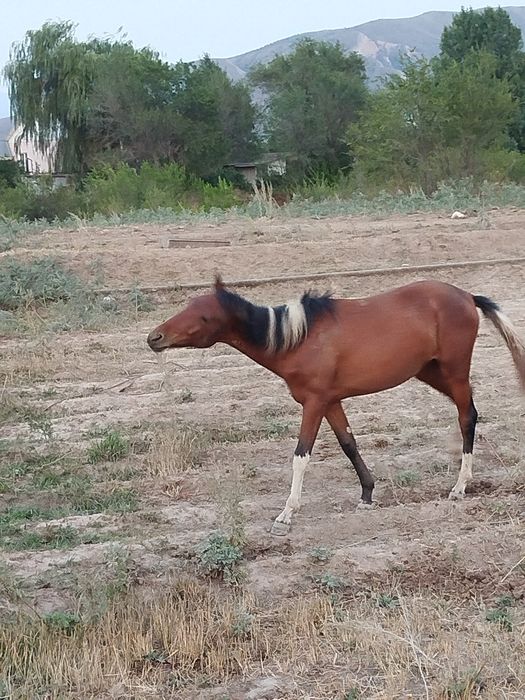 Әдемі байтал сатылады