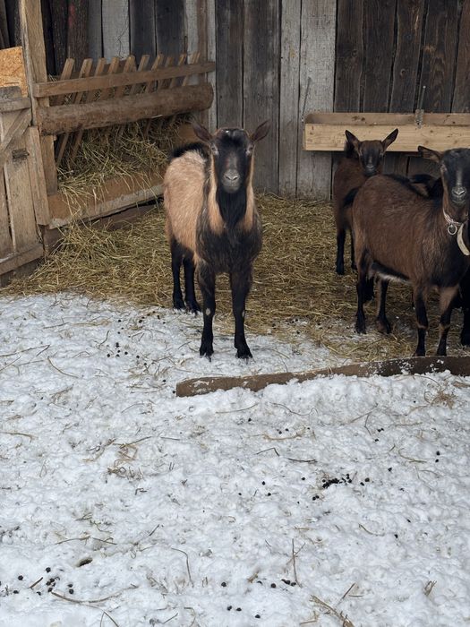 Tap alpin francez de vanzare