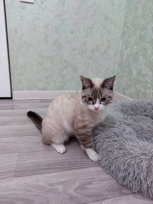 Отдам котика бесплатно в хорошие руки!