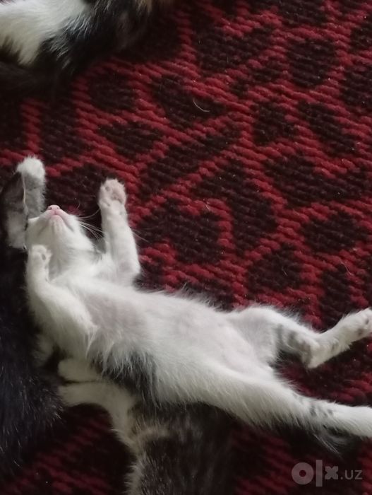 Pshik bor bepul yakshi kolarga beraman
