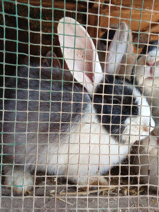 Кролики:Фландр, Калифорния,Французский гибрид баран.