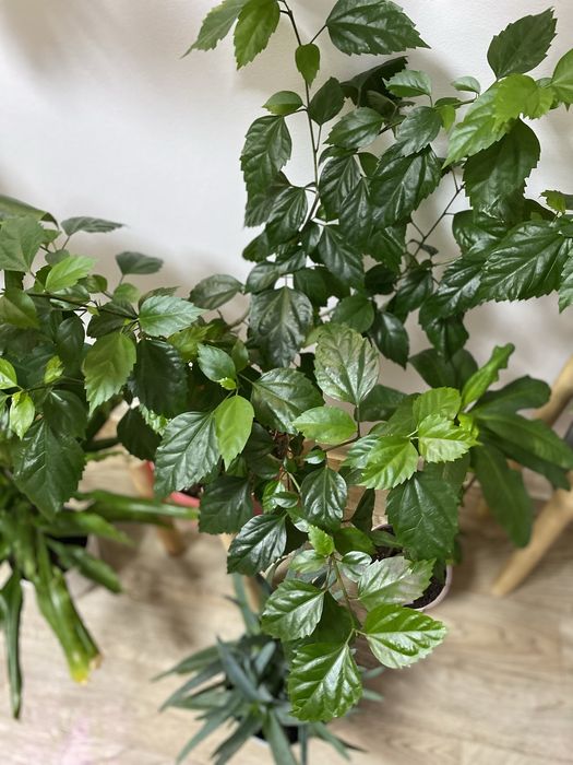 Продам домашние-комнатные цветы