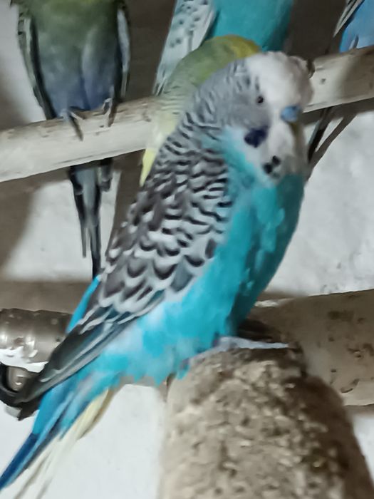 Самец ВВП Чех, возраст семь месяцев