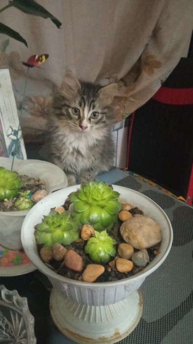 Котята полупородистые