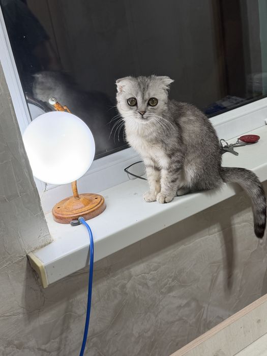 Кошка шотладская