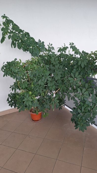 Vând plantă de interior"Arborele Umbrela "