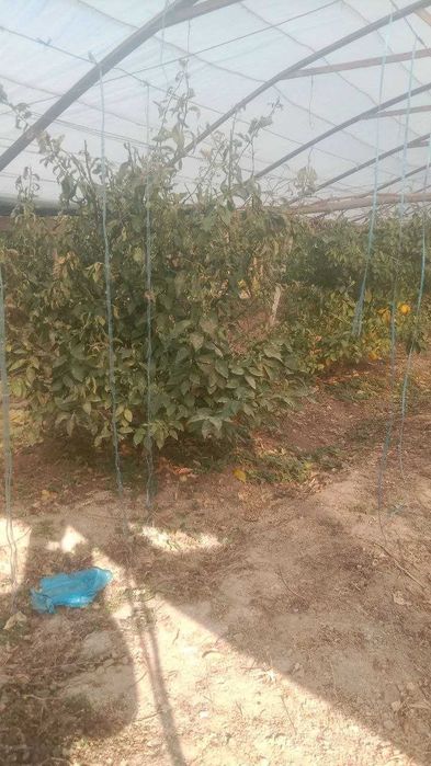 Lemon daraxti sotiladi hosilga kirgan tayor daraxti