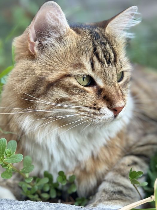 На пристройство молодой котик