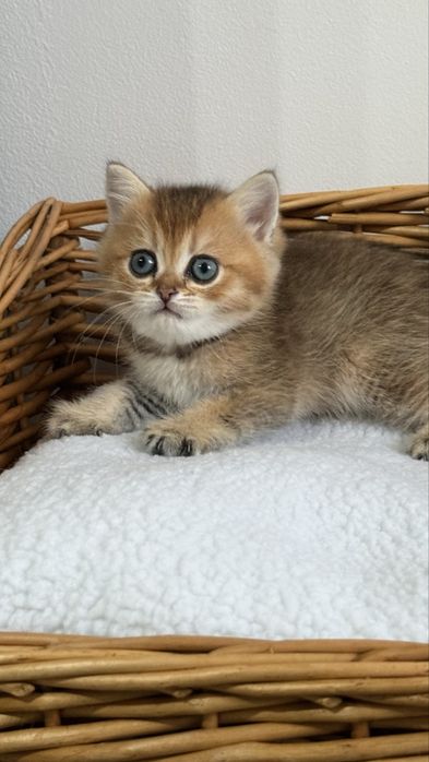 British shorthair - Femela