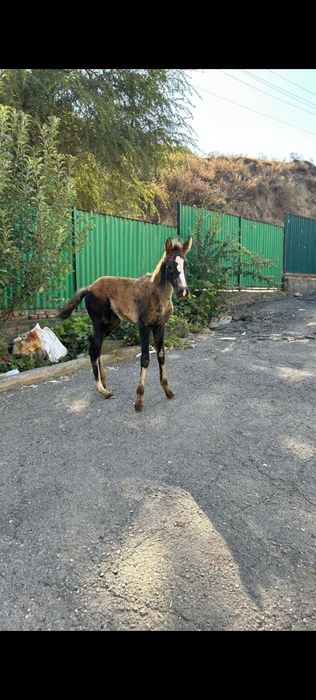 Продам молодую кобылу с жеребенком.