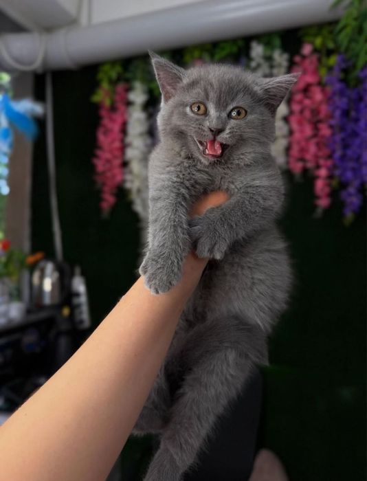 Мушукчалар сотилади