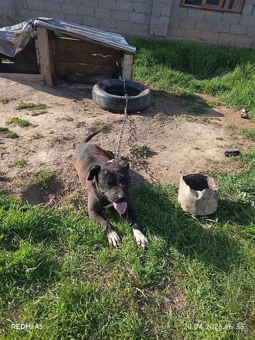 Ит сатылады бурнида тұр