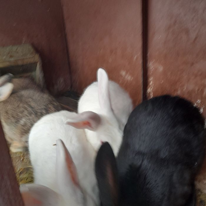 Hycoli francez 4luni