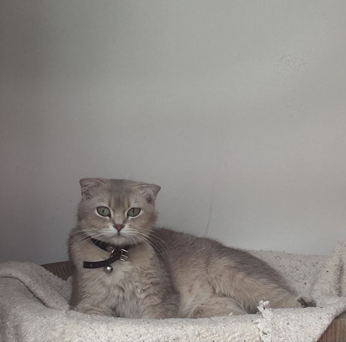 Котята продаются!!!