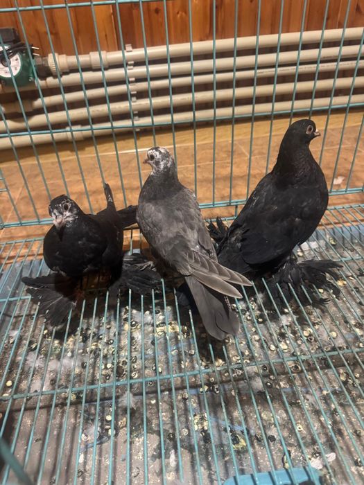 Голуби молодые пискуны