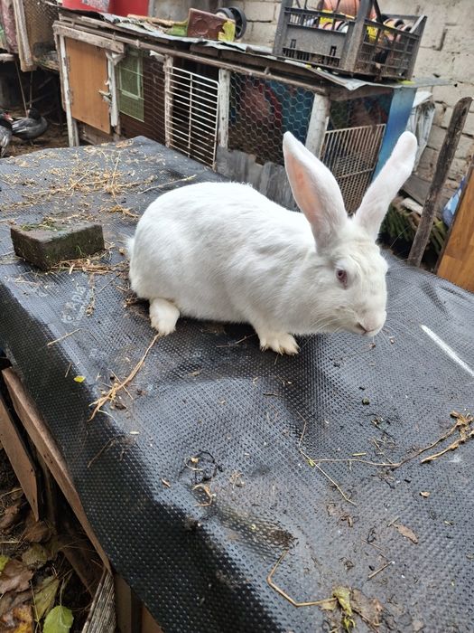 Iepuri rasă mare disponibili