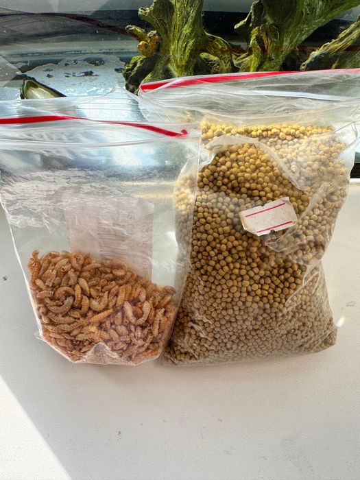 2 черепахи с аквариумом