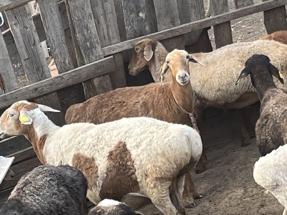 Продам барана ургашы