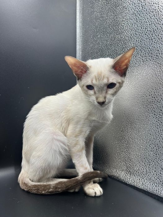 Петерболды котята