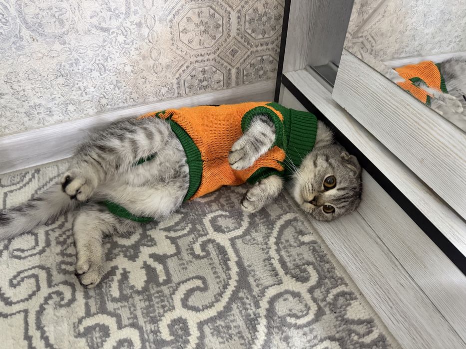 Шотландский фолд, 4 месяца, мальчик — красивый и здоровый