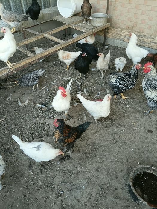 продам домашних курей